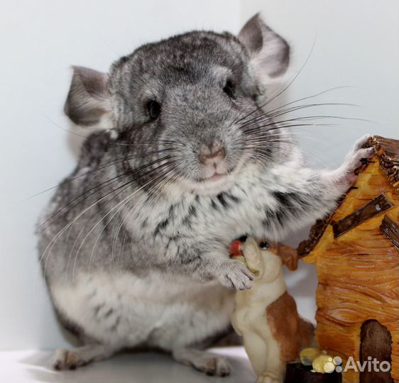 Стандарт бархатный девочка шиншилла