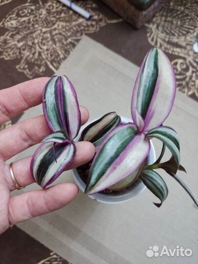 Традесканция квадриколор (Тайская)