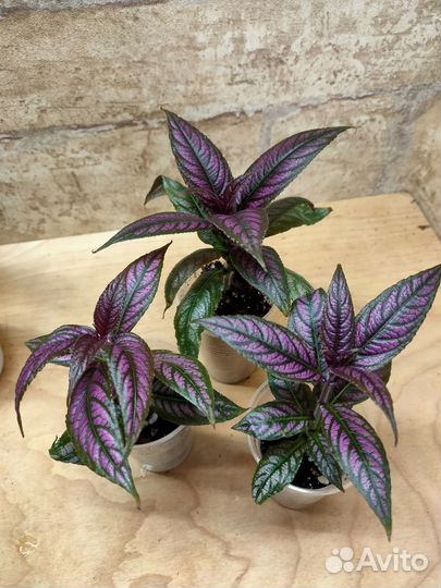 Комнатные растения с фото