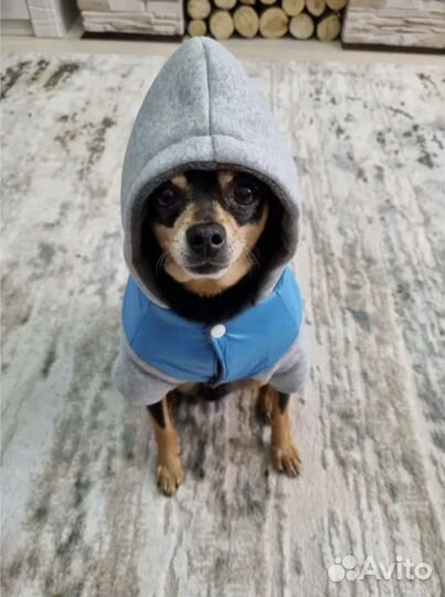 Жилет для собак мелких пород размер М