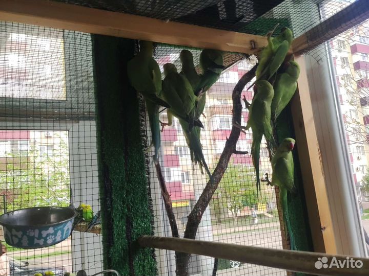 Ожереловый попугай