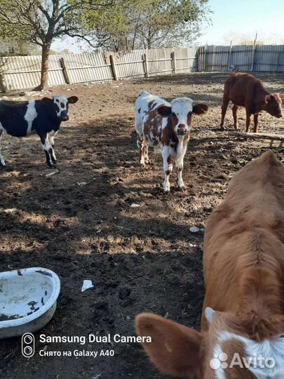 Каровы телки телята бычки