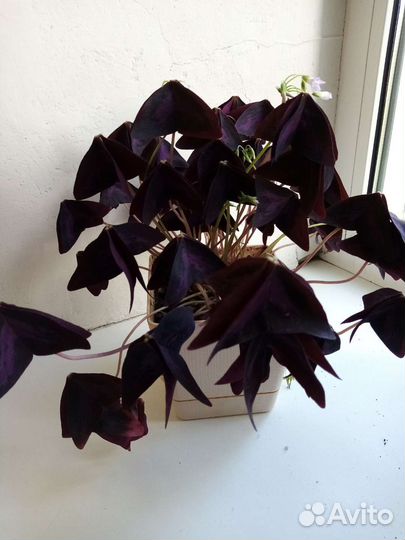 Комнатные цветы кислица фиолетовая