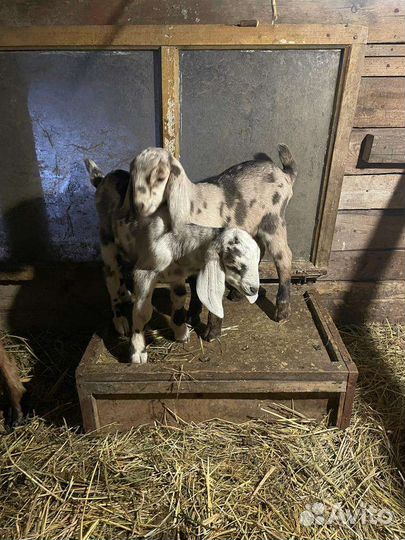 Нубийские козлята