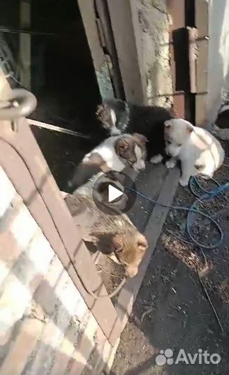 Отдам щенков в добрые руки