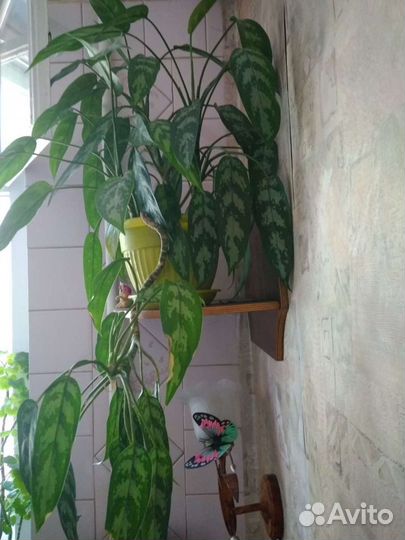 Комнатный цветок большой