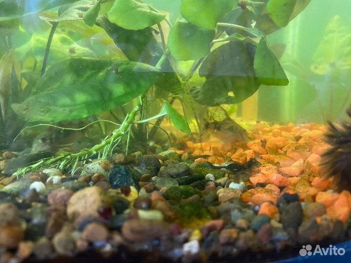 Продам аквариум с рыбками