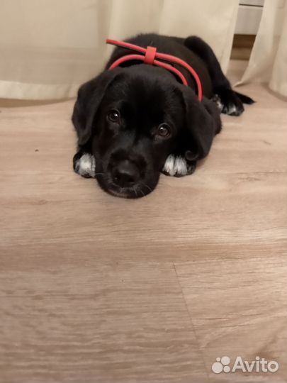 Щенки лабрадора