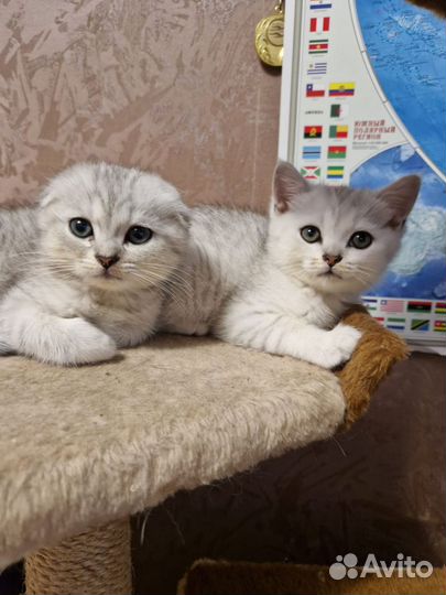 Котята