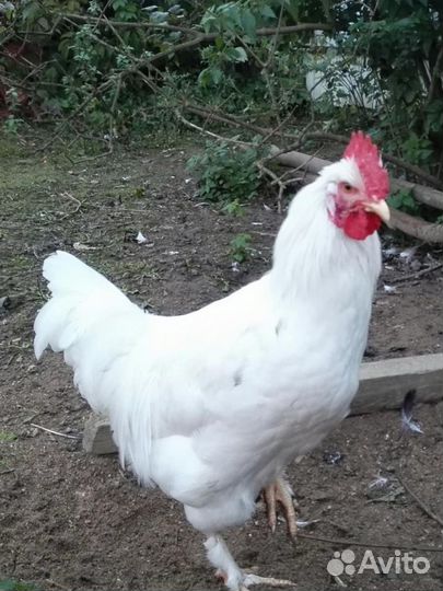 Молодые петухи