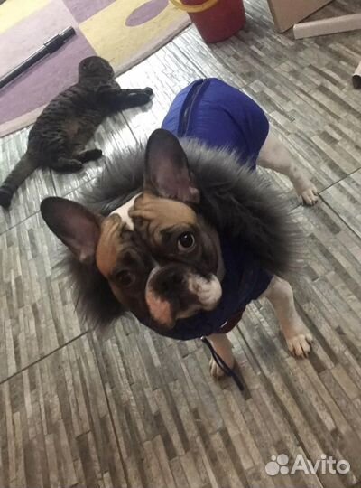 Вязка жених