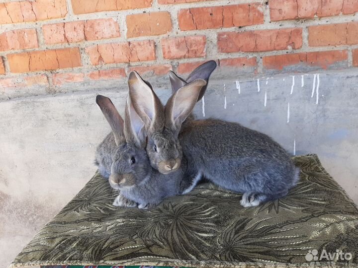 Кролики бельгийский великан