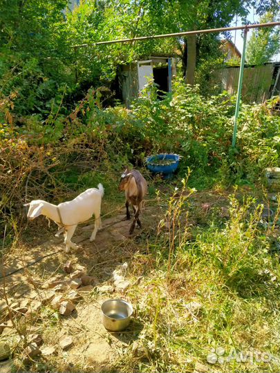 Дойная коза и два козленка