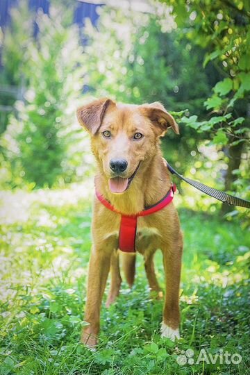 Солнечная Алиса ищет дом