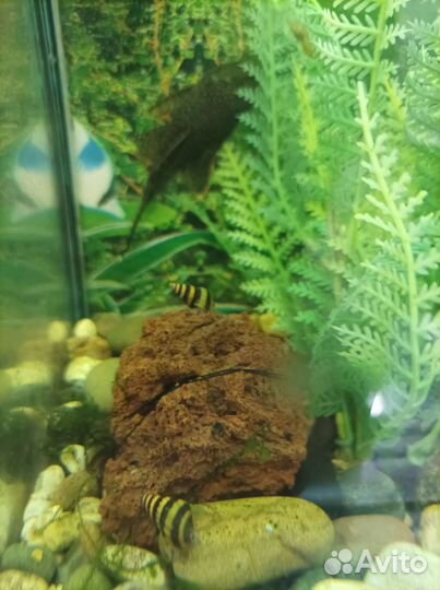 Три Хелены. Улитка