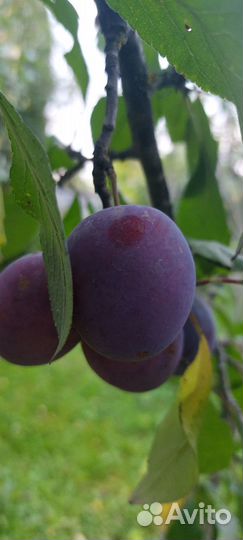 Продам сливы