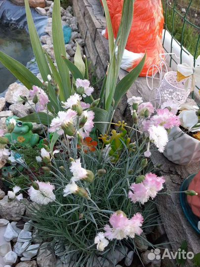 Гвоздика бордюрная, Эхинацея,аквилегия