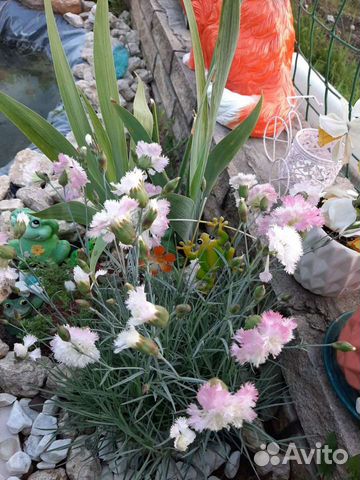 Гвоздика бордюрная, Эхинацея,аквилегия