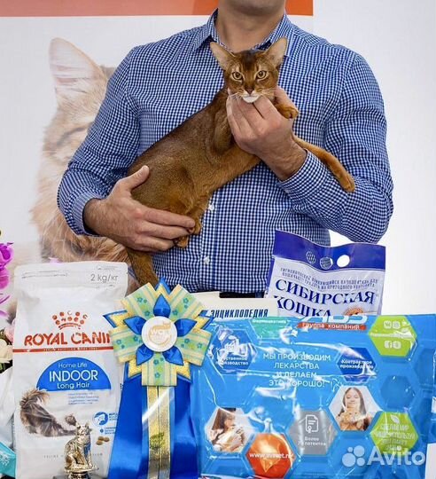 Кот Чемпион