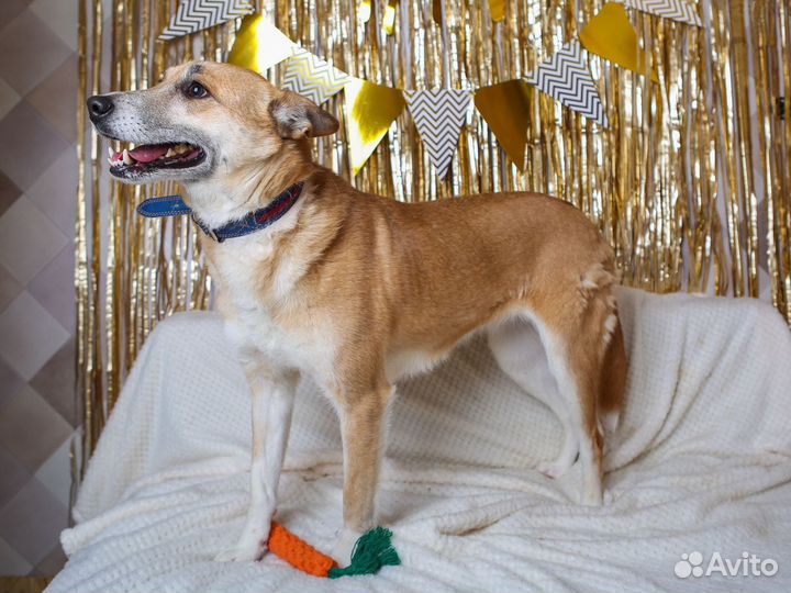 Шейла грустит в приюте