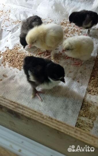 Цыплята и ия от домашних кур.мараны леггорны