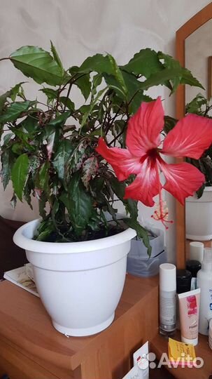 Гибискус пестролистный