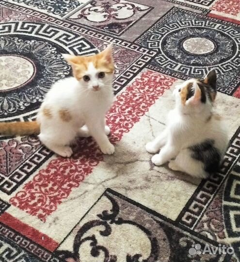 Денежные котята