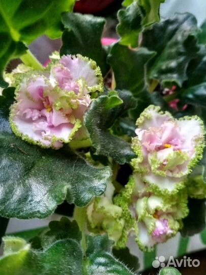 Фиалка сортовая Зеленая роза