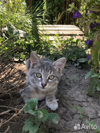 Кошечка в добрые руки