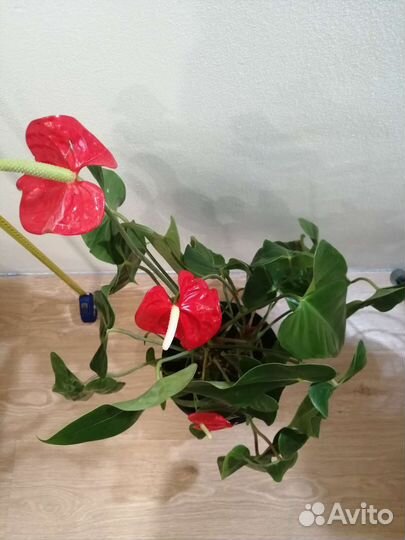 Антуриум крупный