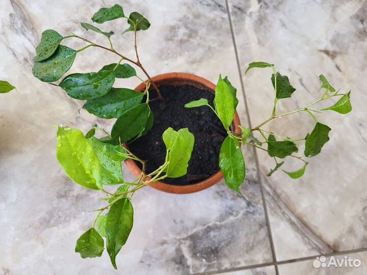 Фикус бенджамина