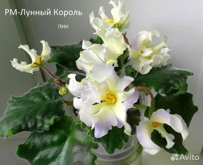 Фиалка
