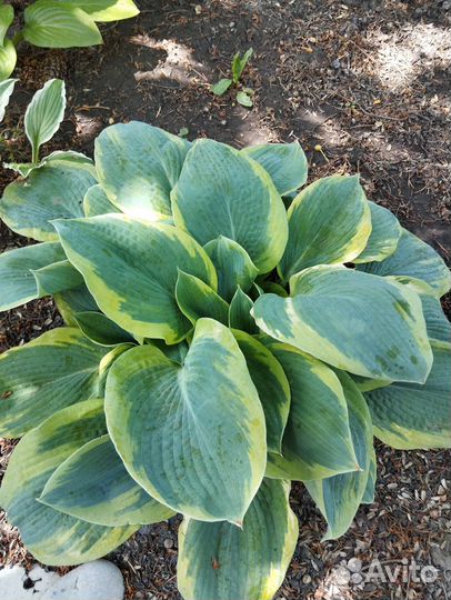 Хоста сортовая