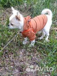 Худи для маленькой собачки
