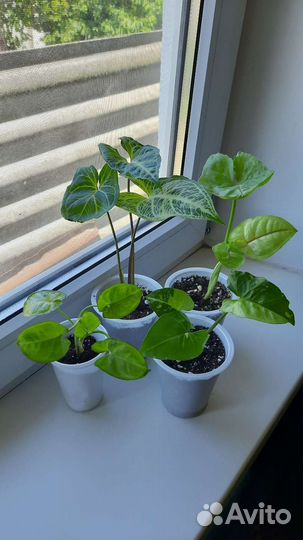 Сингониумы сортовые