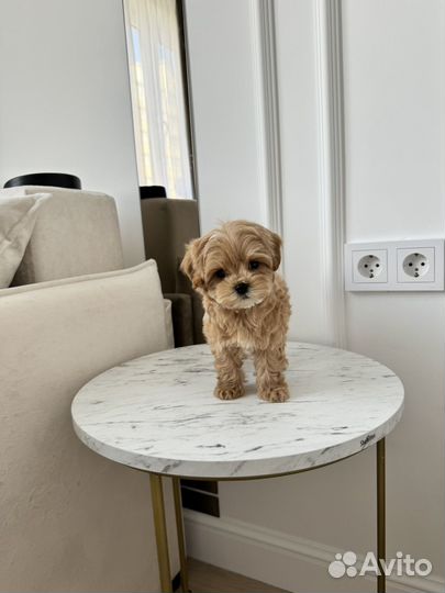 Мальтипу мини f1 тедди мальчик Чико