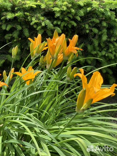 Лилейник желтый карликовый ранний