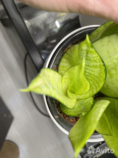 Сансевиерия ханни Филиппин голден грин