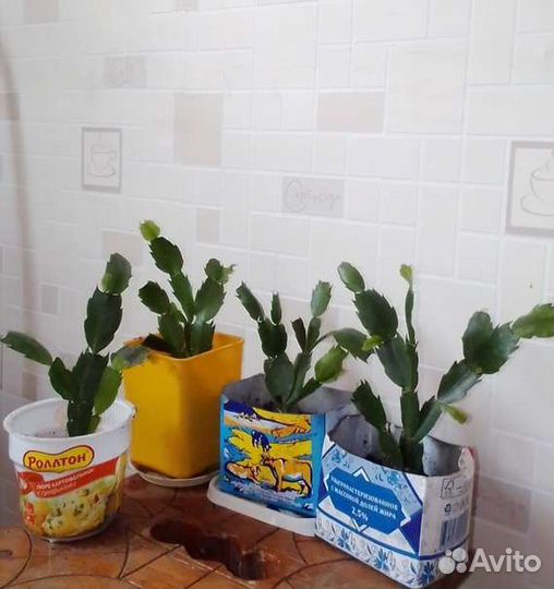 Рипсалидопсис,Шлюмбергера,декабрист