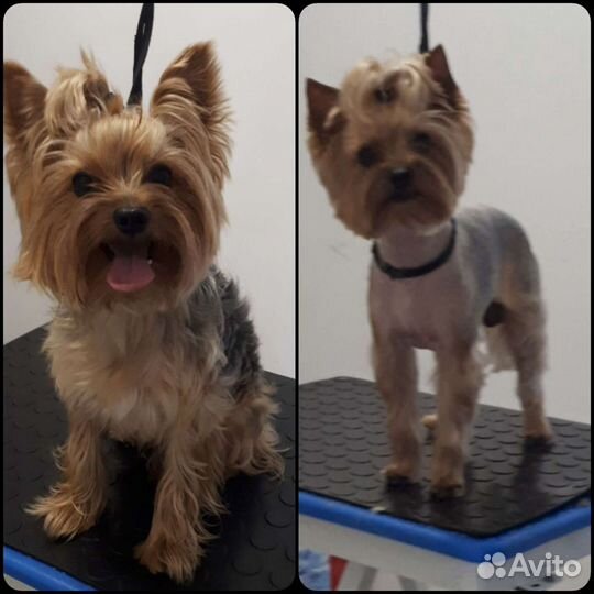 Стрижка собак-Грумер