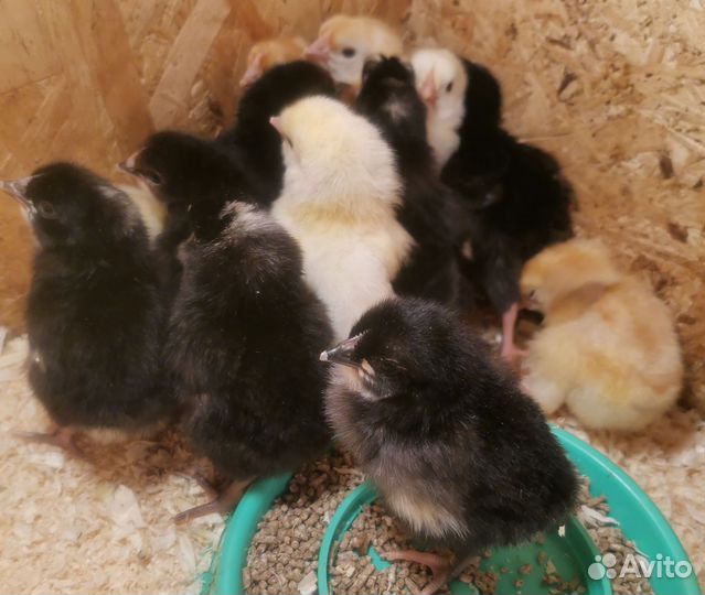 Цыплята суточные