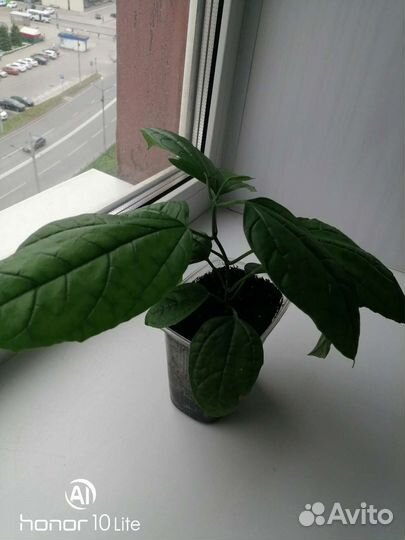 Клеродендрум госпожи Томпсон