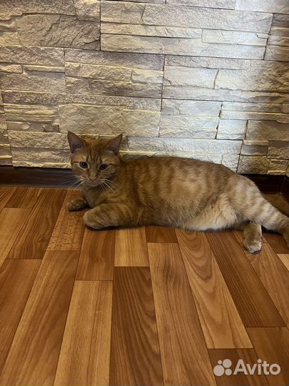 Котик в добрые руки