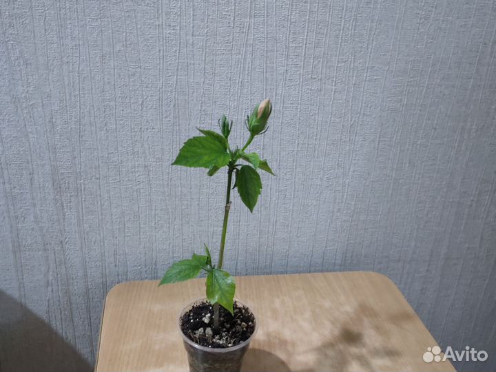 Гибискус махровый жёлтый