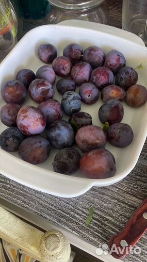 Саженцы сливы