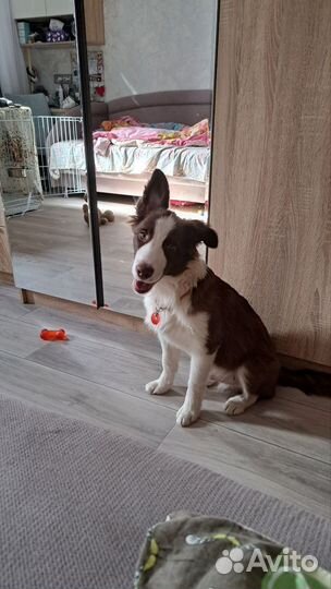 Выгульщик собак