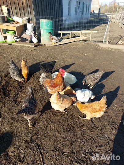 Цыплята, яйцо инкубационное, молодые петухи