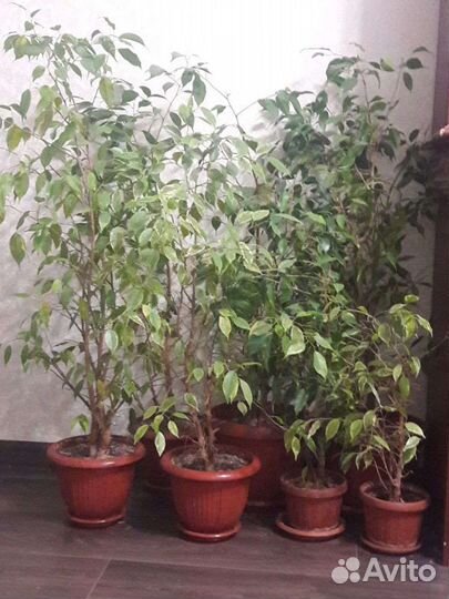 Продаю цветы