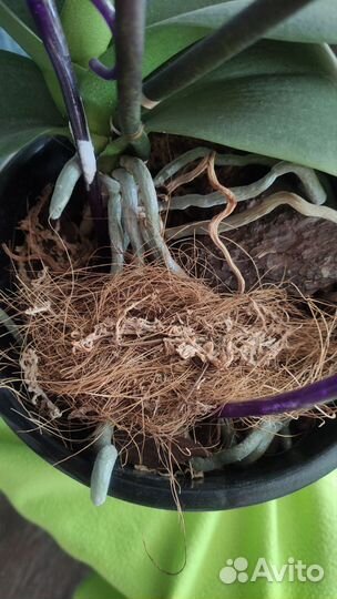 Орхидея фаленопсис