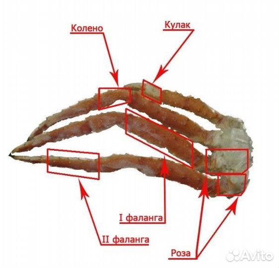 Краб камчатский королевский